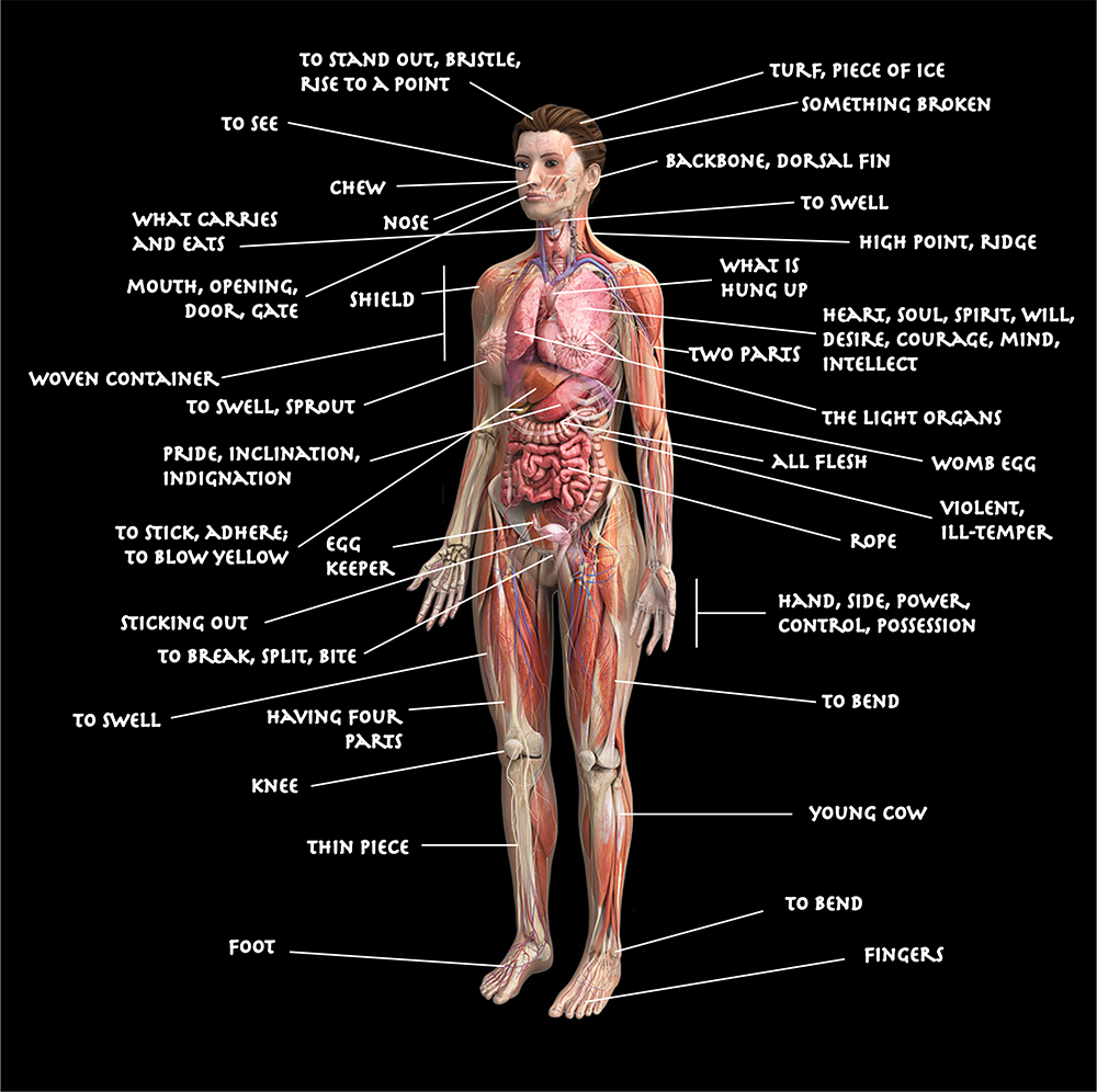Diagram of the Human Body Using Etymologies